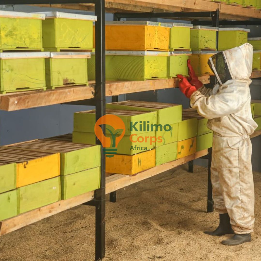 Setup of Bee Hives
