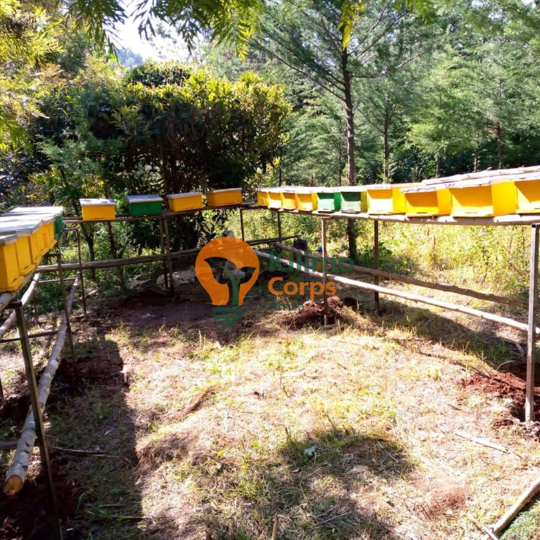 Bee Colonization
