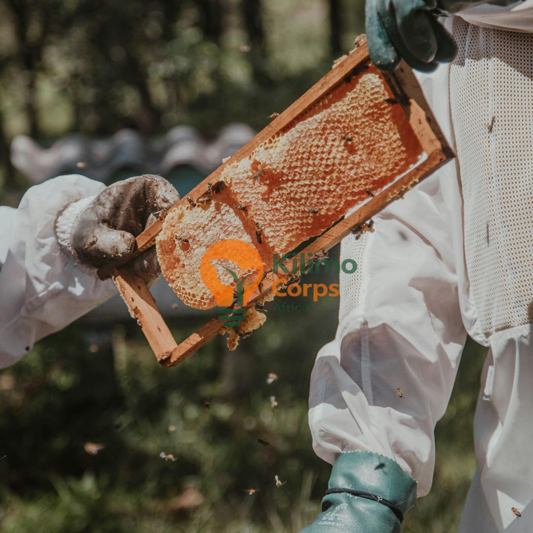 Beehive Maintenance