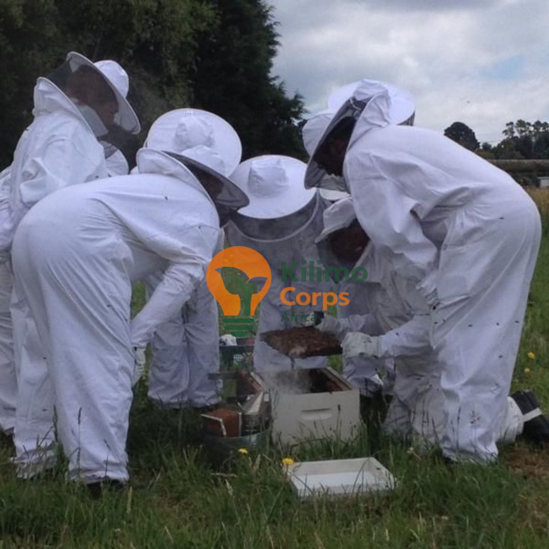 Beekeeping Training