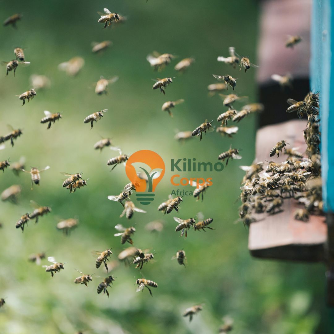 Breeding Bees