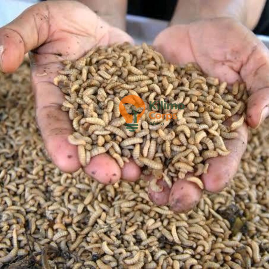 BSF Larvae