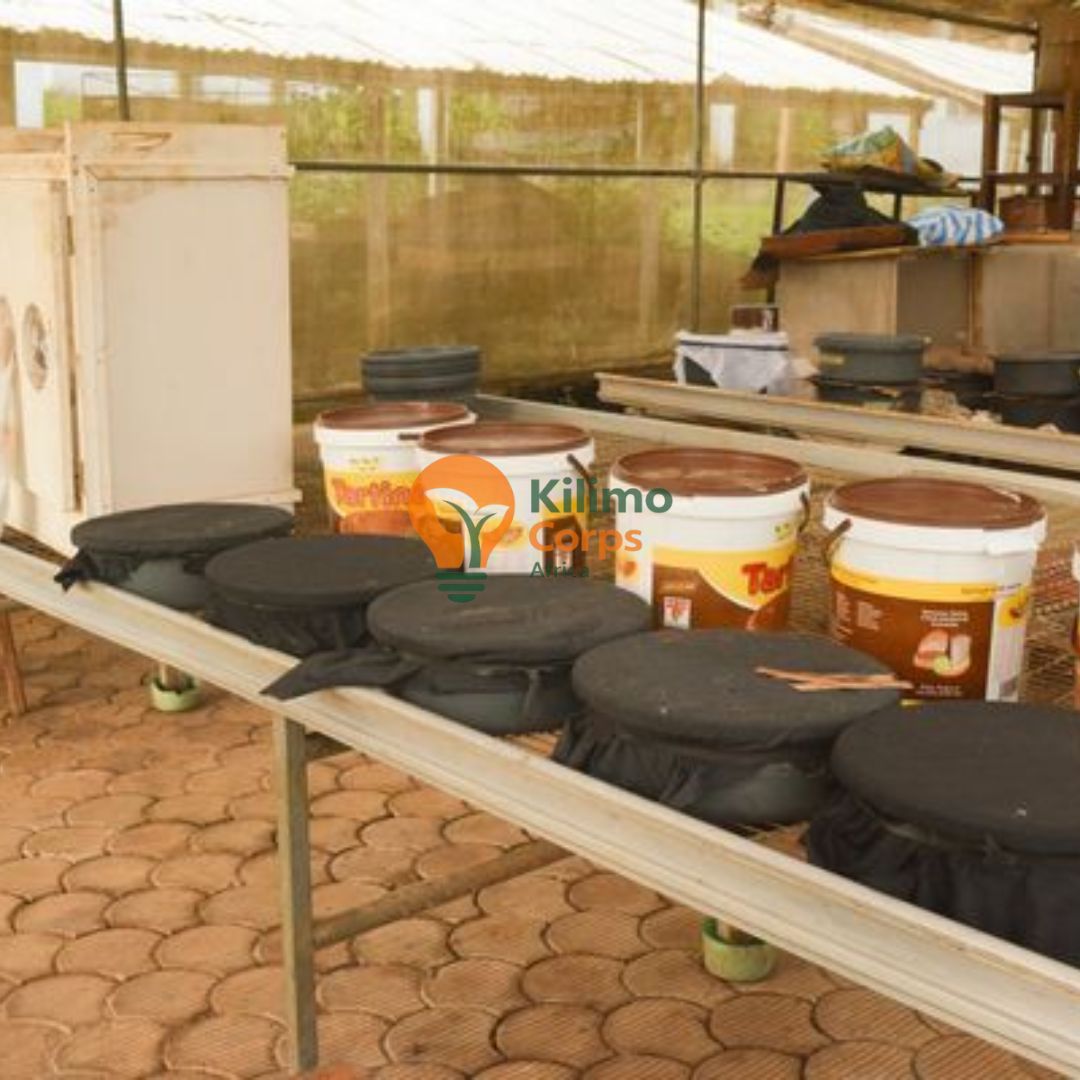 BSF Setup