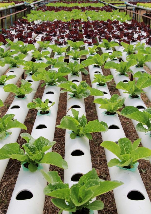 Hydroponics