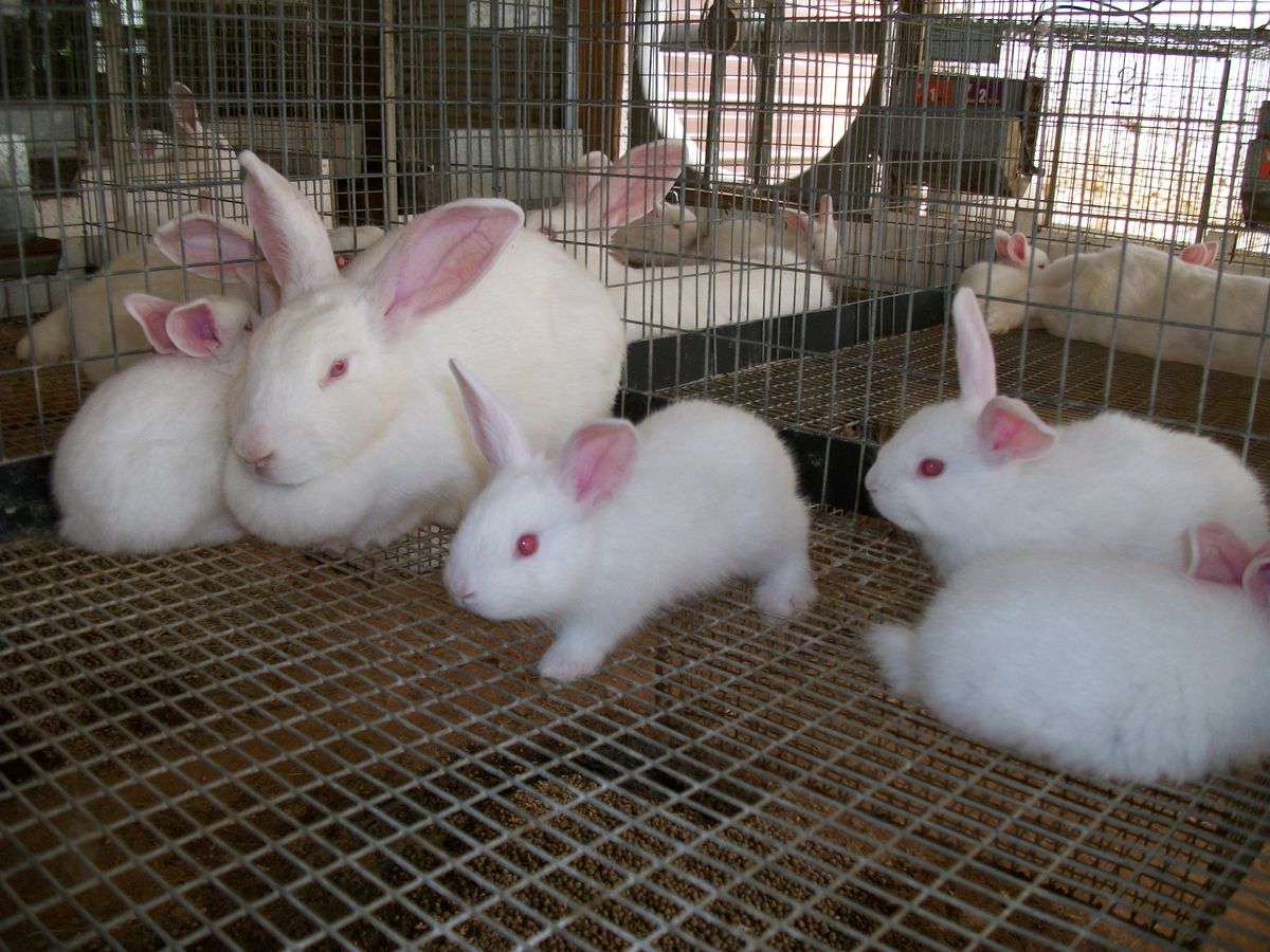 Rabbit Farming