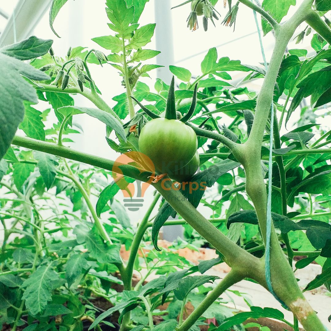 Greenhouse Starter Kit