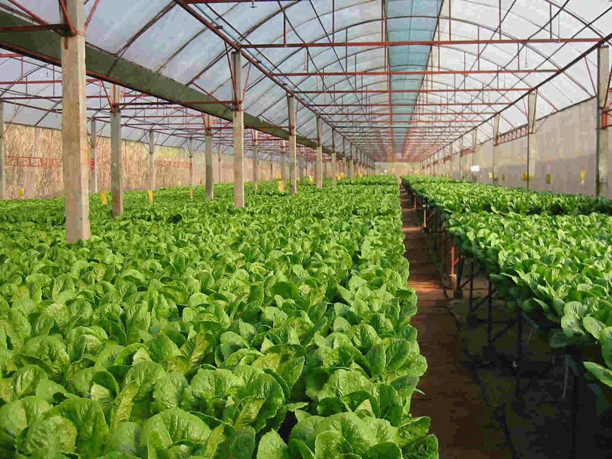 Greenhouse Production Support