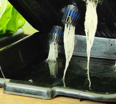 Growing Media