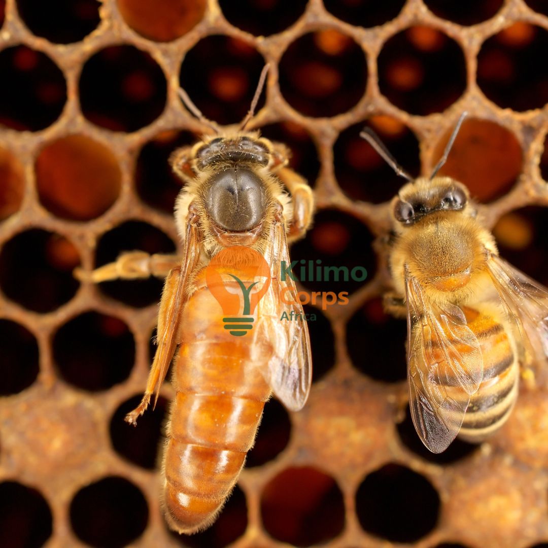 Monitoring Bee Hives