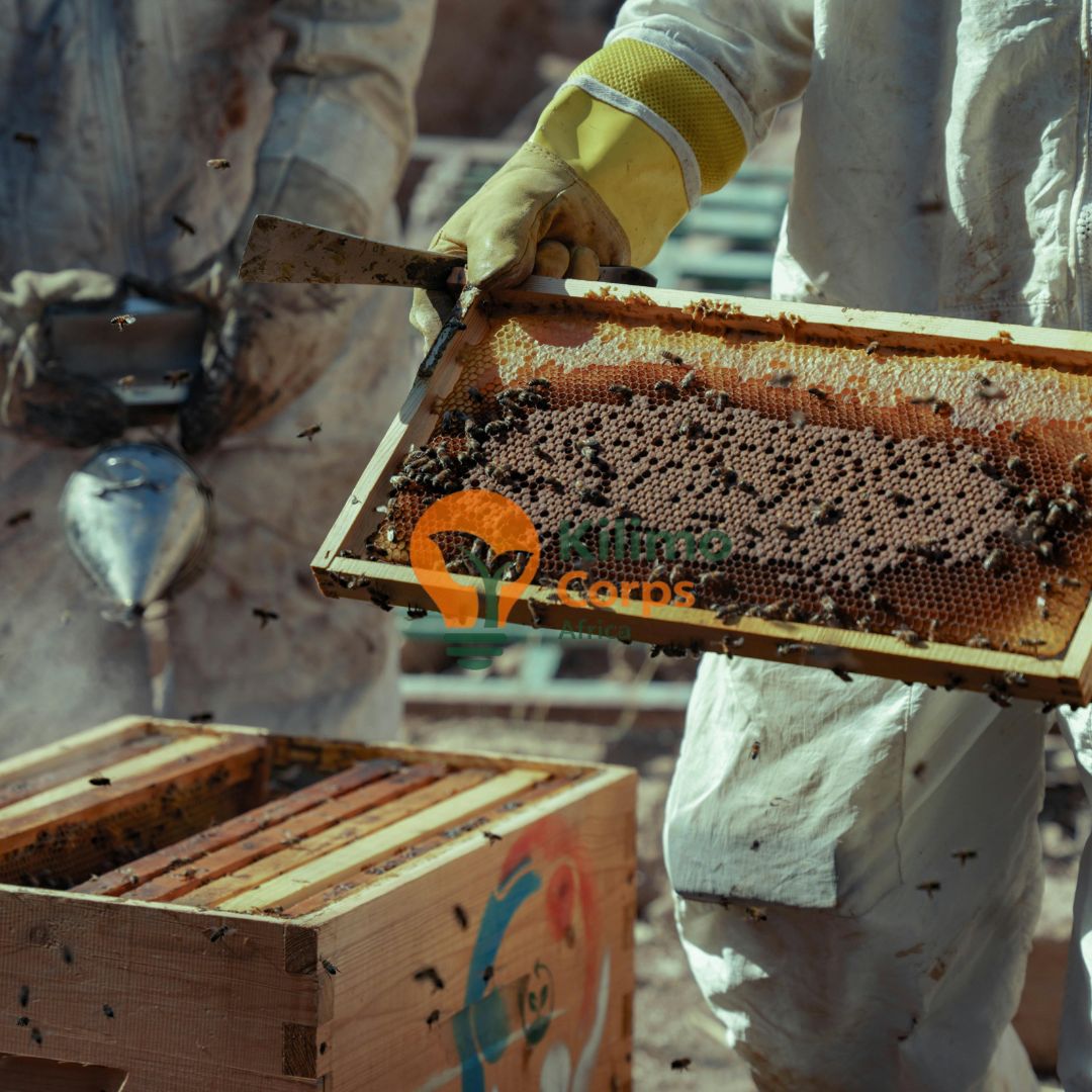 Honey Harvesting