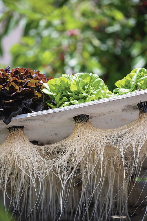 Hydroponic Nutrients