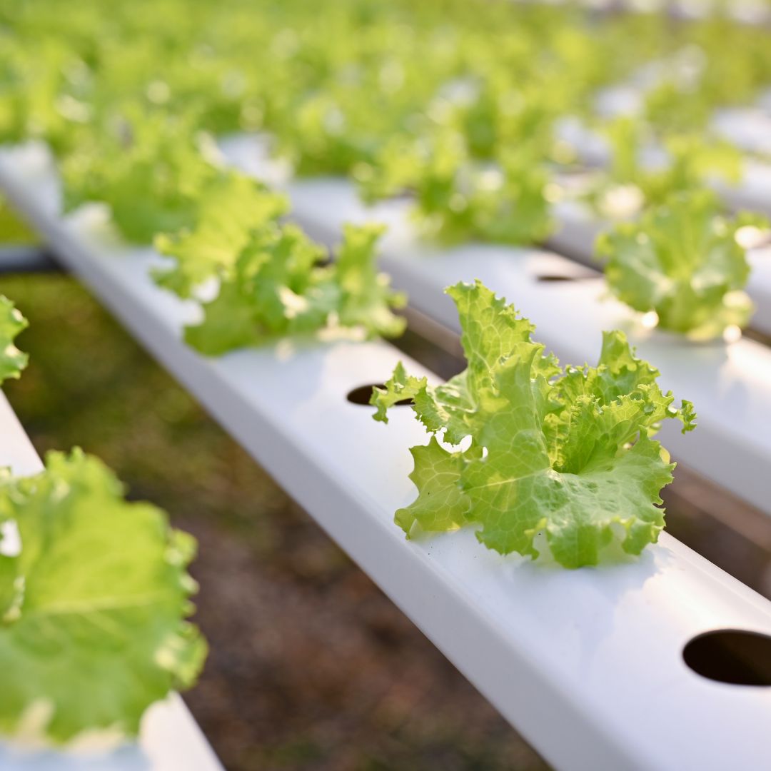 Hydroponic Starter Unit