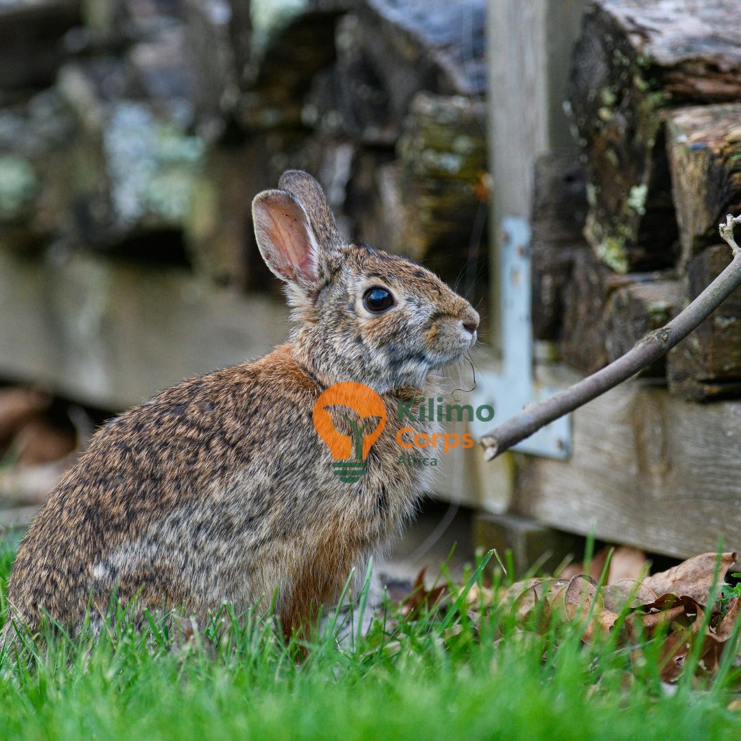 Rabbit Accessories