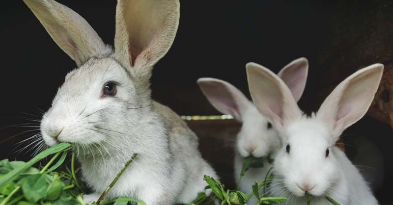 Rabbit Enterprise Support
