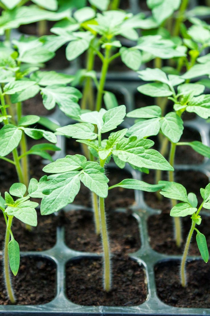 Seedlings