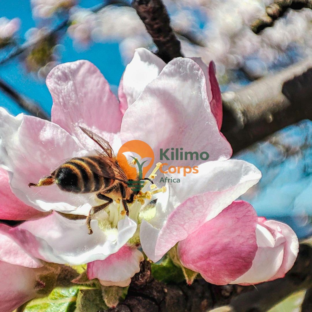 Stocking Bee Hives