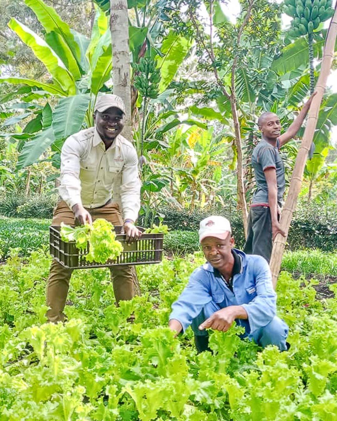 Agricultural landscape and food systems activity