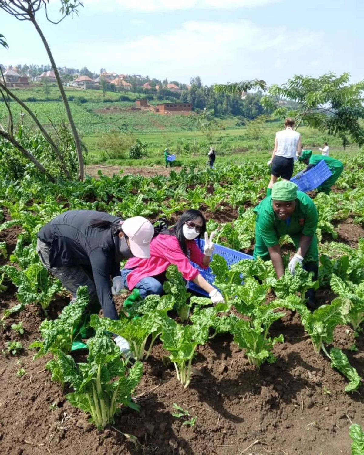 Early traction and practical agricultural activity