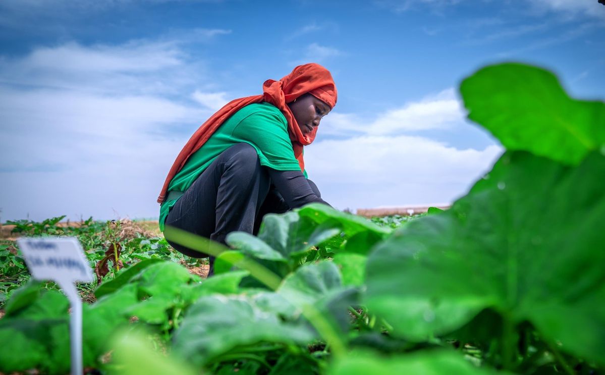 Training, policy dialogue, and institutional learning